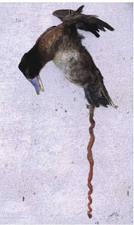 foto del pene asini in erezione